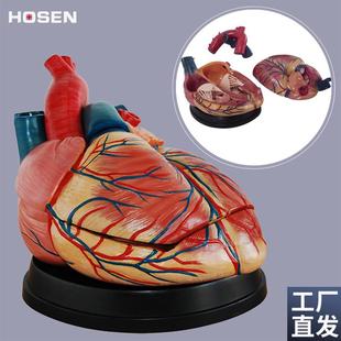 心脏模型人体内脏器官解剖血管动静脉结构造医学教学护.理模具玩
