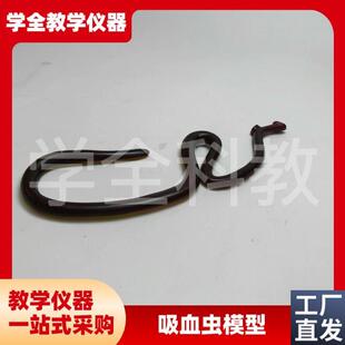吸血虫模型d雌雄合抱血吸虫模型生物解剖模型实验解剖模型可拆装