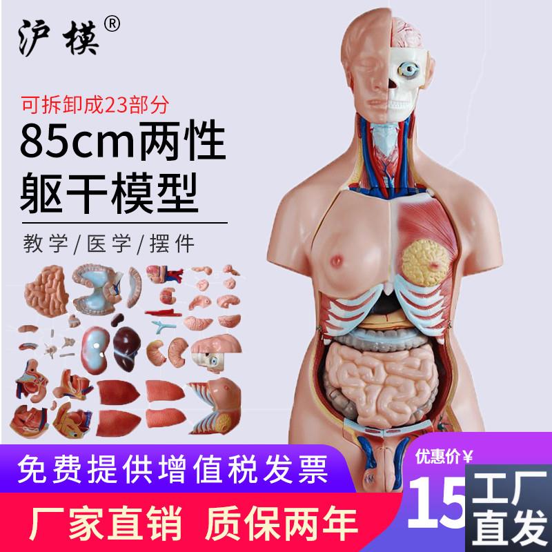 沪模85cmd两性躯干模型23部件医学人体内脏器官构造分布系统脑心