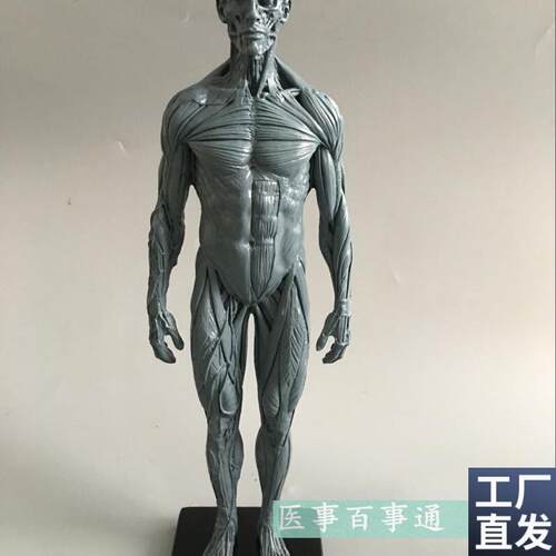 设计绘画CG参考医用艺用人体肌肉骨骼解剖结Q构模型美术灰色肌肉