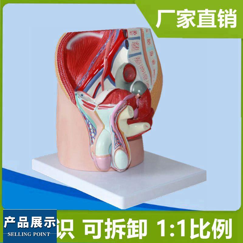 男腹腔模型1:1比例盆腔内脏泌尿生殖系统1:1仿真男科教学医用立体