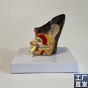 康泰教具犬耳朵模型n内耳鼓膜咽鼓管外耳道听小骨狗皮肤毛发宠物
