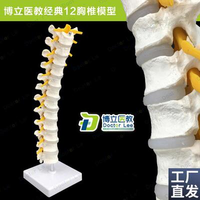 医学自然大1:1人体12胸椎模型脊椎腰椎颈N椎胸椎正骨骨科骨骼模型