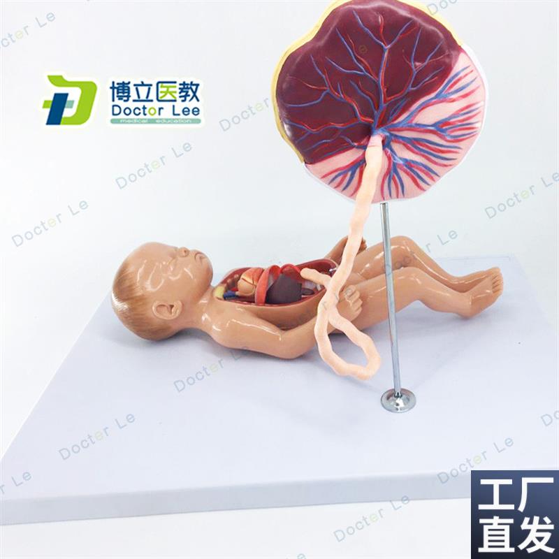 胎儿血液循环模型出n生婴儿脐带胎盘模型婴儿内脏婴儿心脏模型
