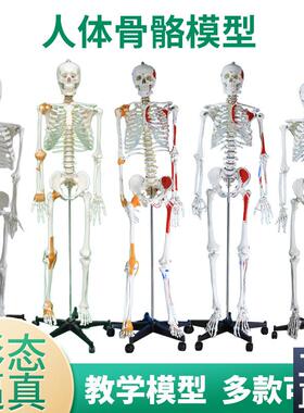 170cm人体骨骼m模型椎间盘神经肌肉韧带骨架成人小白骷髅教学脊椎