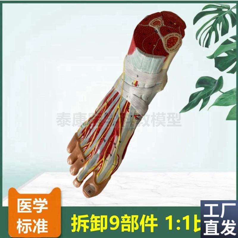 脚解剖模型足底i肌可拆卸踝关节胫腓骨肌肉筋膜韧带关节骨骼