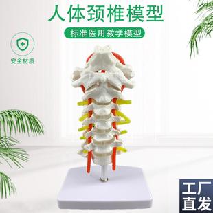 枕骨模型脊神经模型颈椎w模型骨科模型人体脊柱模型医用