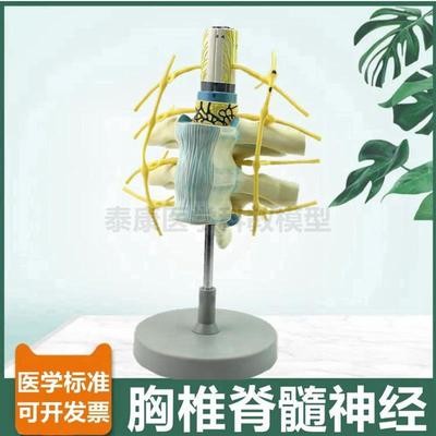 脊髓神经模型颈椎胸椎腰椎临床麻醉教学用椎管脊神经蛛网膜神经根