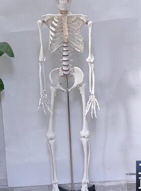 直销170CM白色人体骨骼模型人骨架人骷M髅静物绘画影视密室逃生