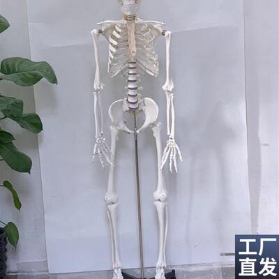 直销170CM白色人体骨骼模型人骨架人骷M髅静物绘画影视密室逃生