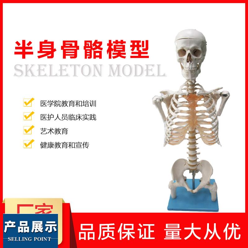 半身人体骨骼模型骨架模型解剖学艺术教学演示医学科研骨骼模型