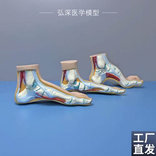 正常足扁平足弓型足模型脚解剖人体脚部构结构造S肌肉血管医学模