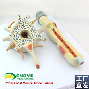 颐诺正品神经元胞体和神经v纤维结构放大模型医用人体解剖系统