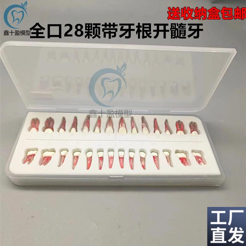 口腔执考练习离体牙根扩修复开髓根管J牙粒带牙根全口28颗包邮