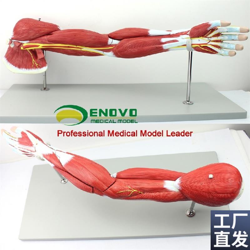 ENOVO医f学人体上肢肌肉解剖模型手臂神经血管动静脉结构胳膊肌肉