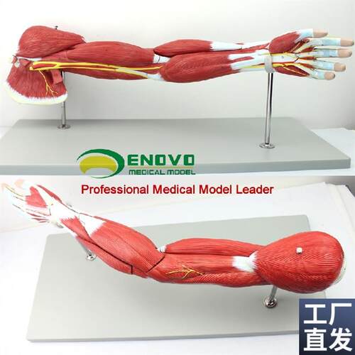 ENOVO医f学人体上肢肌肉解剖模型手臂神经血管动静脉结构胳膊肌肉