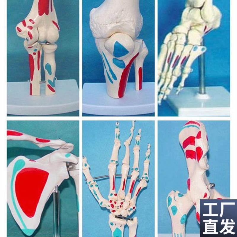包邮脚.手.肩.肘.膝.髋关节C6件套人体骨骼模型教学医用模型