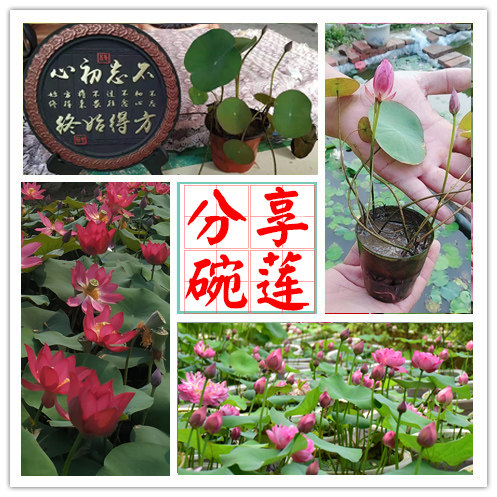 阳台荷花碗莲大型盆栽