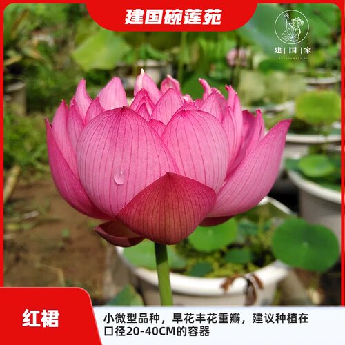 荷花水培盆栽植物微型碗莲碗莲