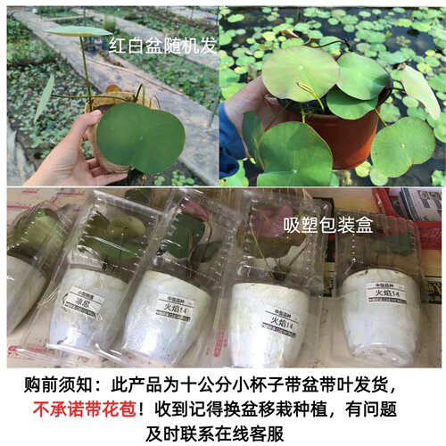 【碗莲小苗十公分】阳台书房小型荷花