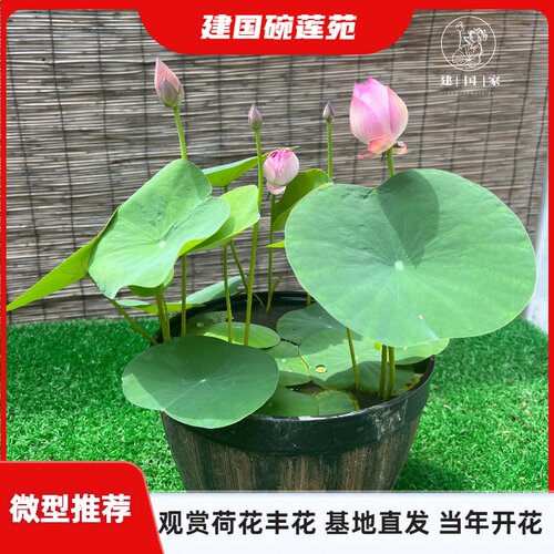 微型丰花碗莲推荐小铃周劲松荷影