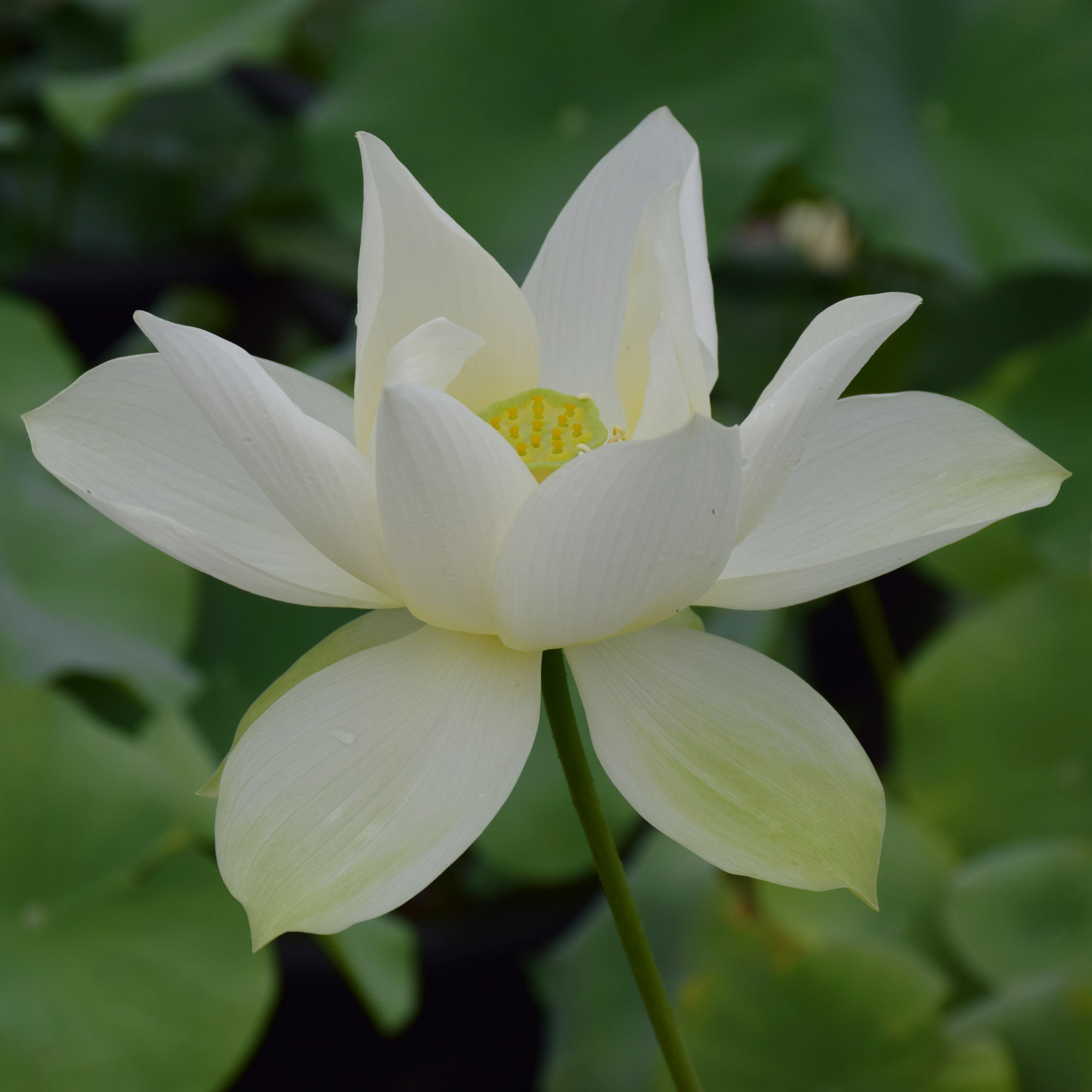 金屋藏娇  大型莲花种藕苗荷花盆栽水生观赏阳台庭院花卉建国碗莲