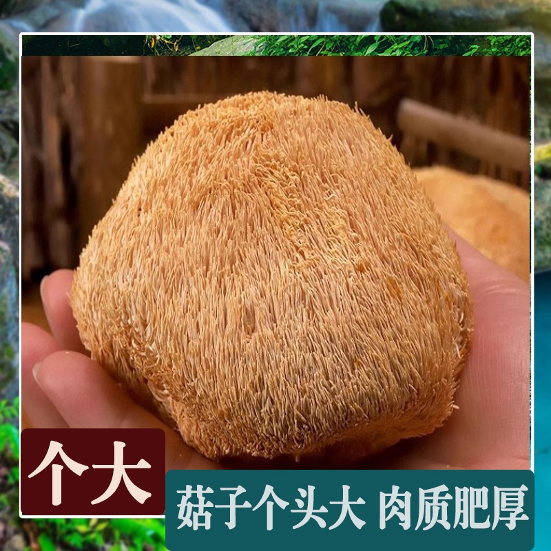 猴头菇长白山新鲜猴头蘑东北特产山珍菌干货养胃珍菌煲汤食材包邮