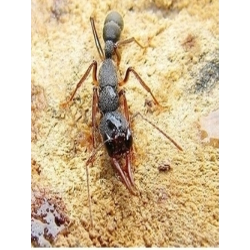 猎镰猛蚁Harpegnathos venator活体蚂蚁蚁后宠物蚂蚁活体蚁后蚁猛在类目 宠物/宠物食品及用品, 爬虫/鸣虫及其用品, 蚂蚁中 - 来自Buy2taobao.com提供专业的淘宝代购服务