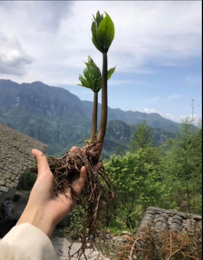 华重楼盆栽七叶一枝花种苗植物庭院阳台盆栽种植慎重楼种子图片