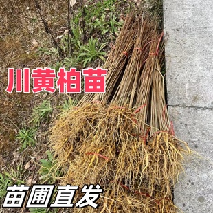 黄柏树苗 厚皮川黄柏苗 中药材黄柏树苗 黄劈树苗 大叶黄柏苗