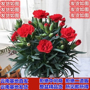 冬天不怕冻的绿植康乃馨带花开花观赏型浓香型花卉鲜花盆栽易成活