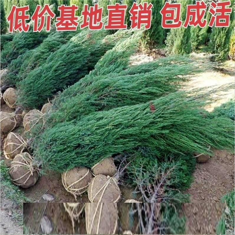 墓前树坟头地柏松柏侧柏图片