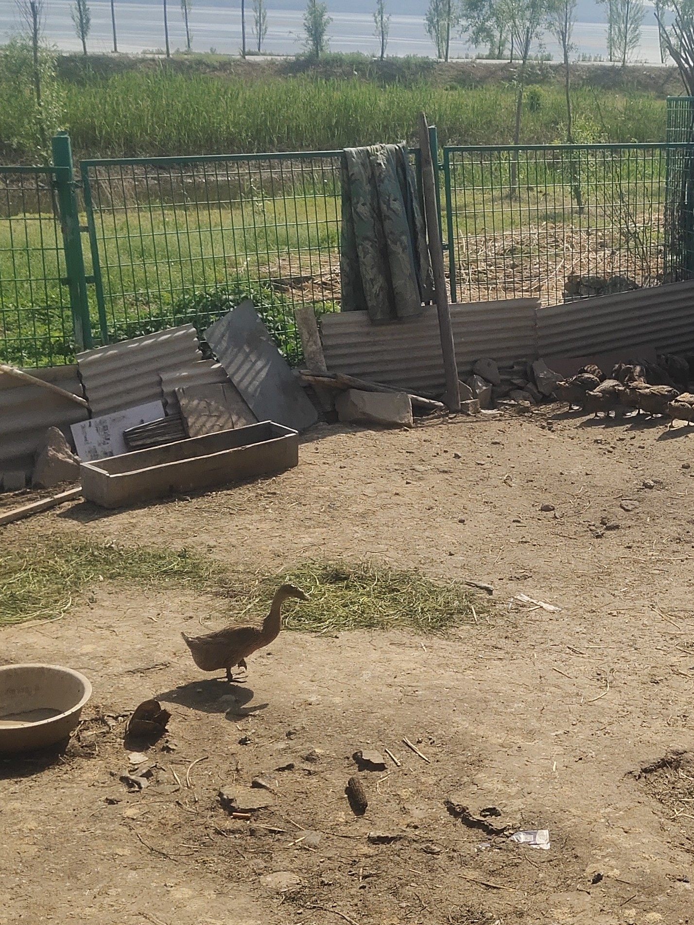 农家散养年老鸭 现杀鸭子 麻鸭  生态鸭老鸭子 散养放养水鸭土鸭