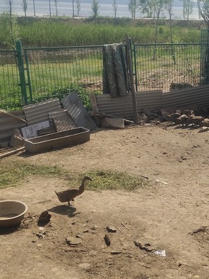 农家散养年老鸭 现杀鸭子 麻鸭  生态鸭老鸭子 散养放养水鸭土鸭