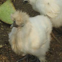 蓟州山区农家散养正宗乌骨鸡老母鸡土鸡白毛乌骨鸡现杀顺丰包邮