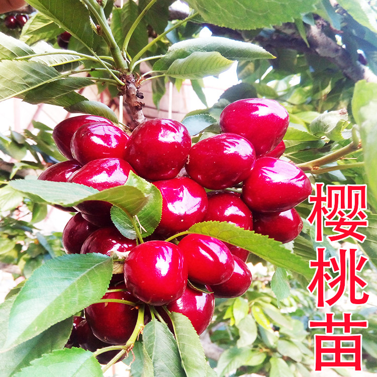 车厘子大樱桃樱桃苗嫁接苗南北方地栽盆栽庭院种植当年结果树果苗