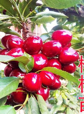 车厘子大樱桃樱桃苗嫁接苗南北方地栽盆栽庭院种植当年结果树果苗