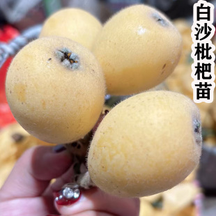 嫁接白沙枇杷树果苗嫁接白枇杷苗树枇杷树苗南方北方种植果树苗