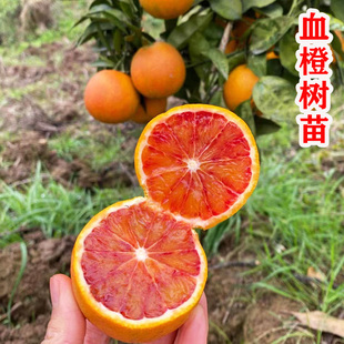 血橙树果苗嫁接红玉血橙树苗脐橙树苗南北方种植盆栽地栽橙子树苗