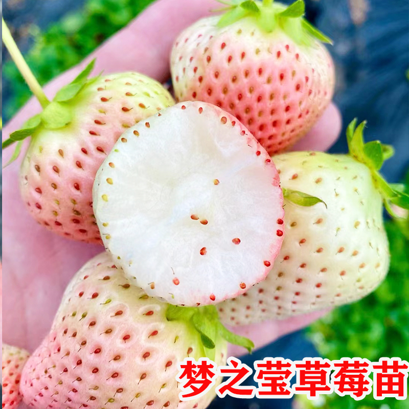 四季纯甜梦之莹草莓苗秧新苗原盆原土盆栽地栽食用草莓苗当年结果