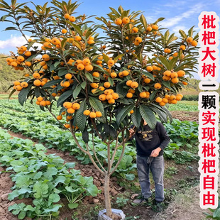 大果无核无籽白玉白沙枇杷树大树嫁接苗南北方种植耐寒枇杷苗树