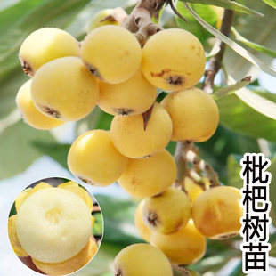 白玉枇杷树苗果苗大果正宗大五星批把苗树水果树嫁接琵琶当年结果