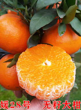 爱媛28号橘子树苗嫁接象牙山红美人爱媛28号果树苗果冻橙柑橘树苗