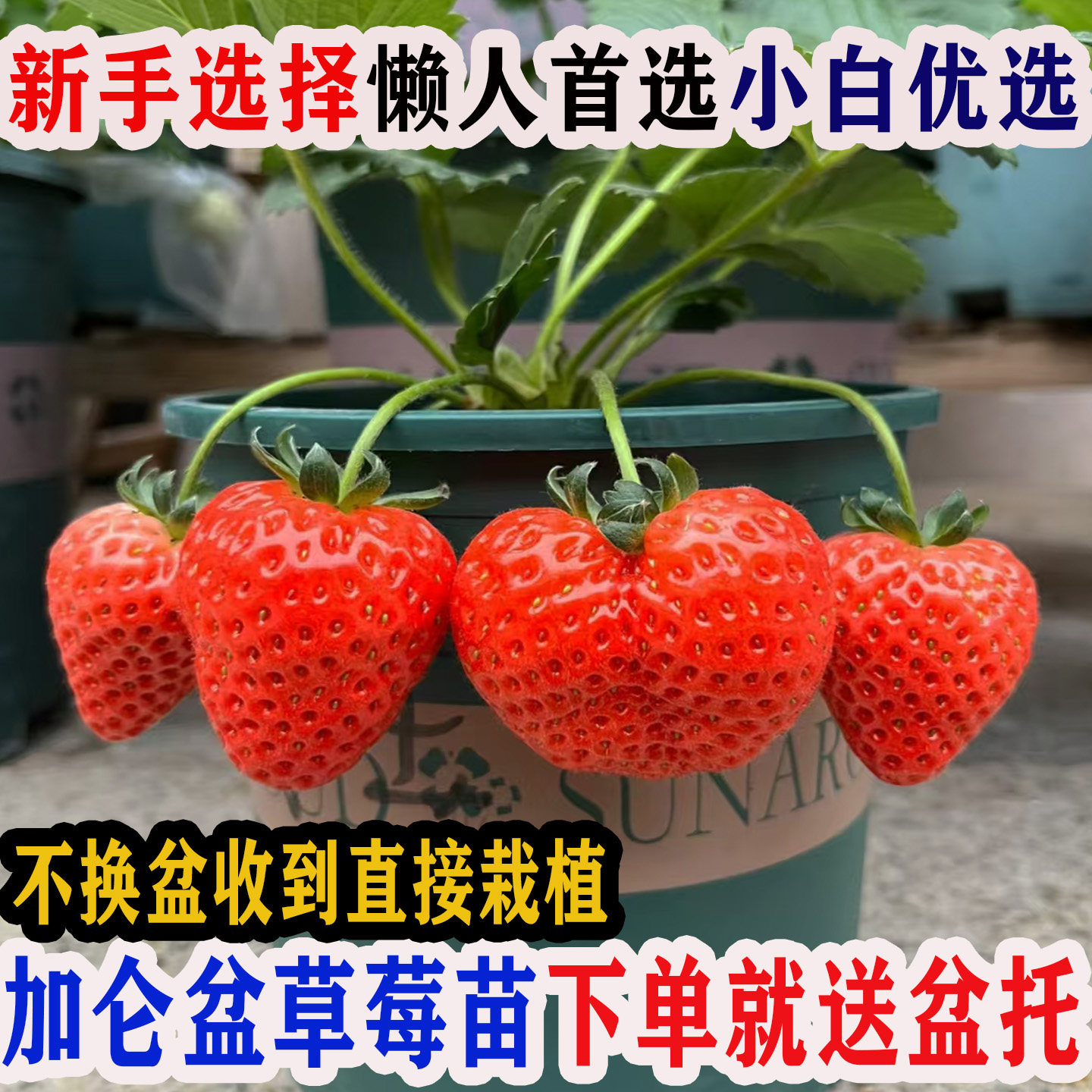 特大号带花带果奶油草莓苗盆栽四季草莓大苗盆栽阳台种植原盆原土,鲜花速递/花卉仿真/绿植园艺,果树,淘宝优惠券,粉丝福利购,淘宝优惠卷