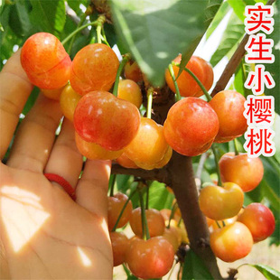 特大四川小樱桃树苗农村土樱桃树苗实生小樱桃树苗南北方栽植树苗