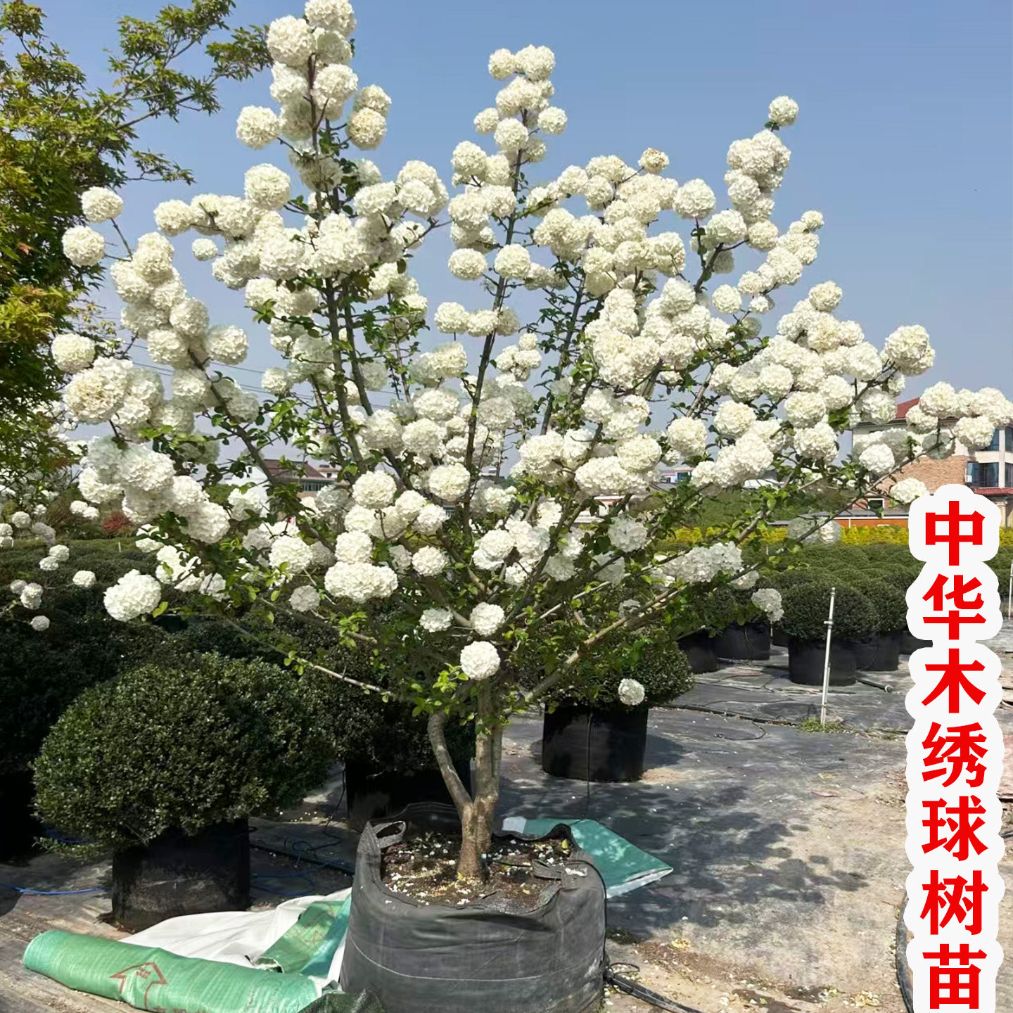 耐寒耐热中华木绣球树苗大花斗球图片