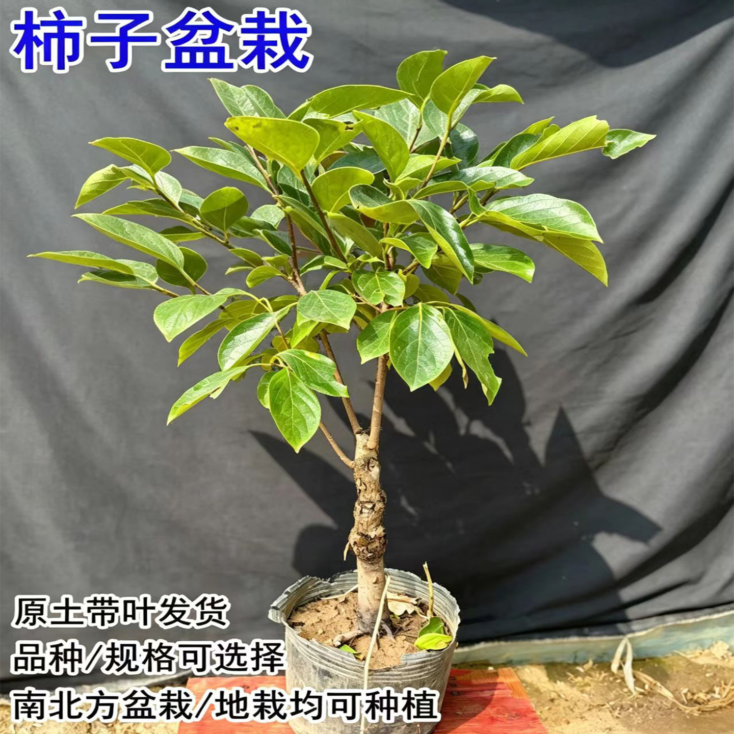 嫁接脆甜柿子树矮化盆栽柿子树苗图片