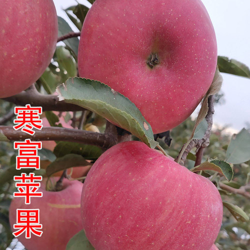 苹果苗特大树苗嫁接种植盆栽地栽