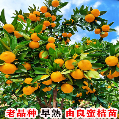 老品种由良蜜桔树苗当年结果