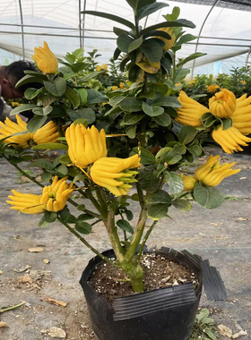 带果佛手柑树苗千指佛手树苗金华佛手柑树苗室内盆栽地栽带果发货